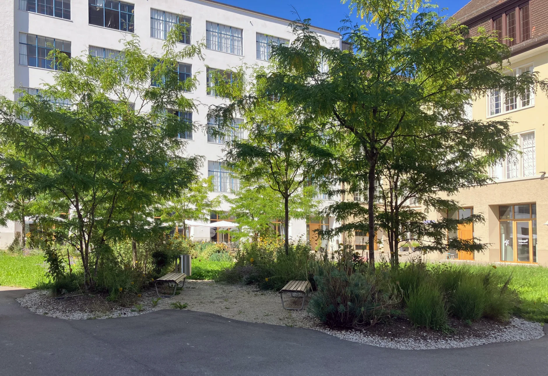 Photograph of planted grove 2025