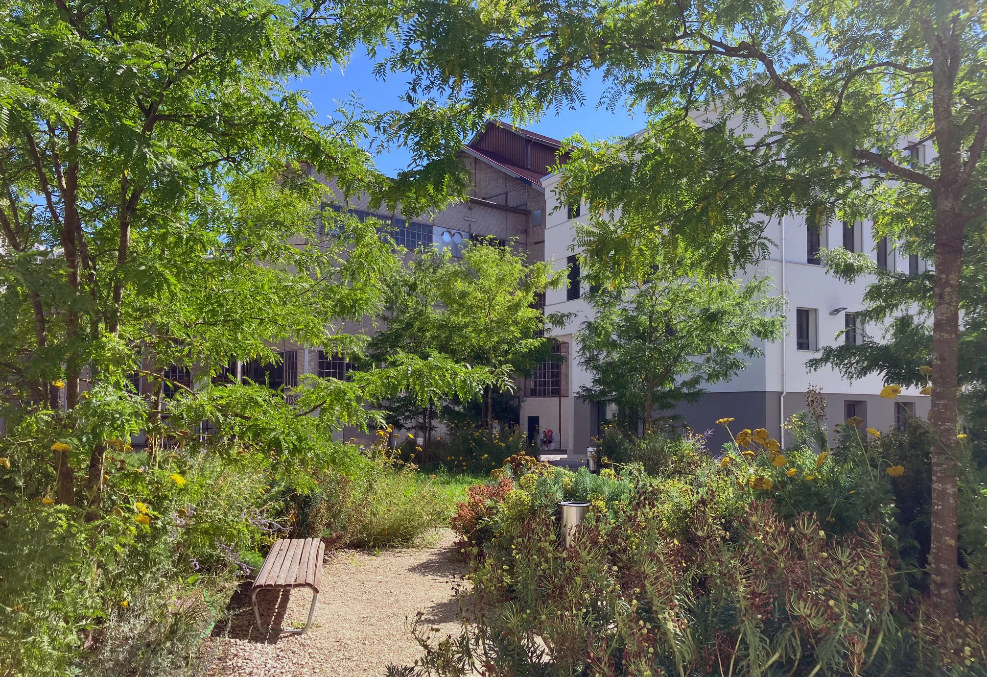 Photograph of planted grove 2025