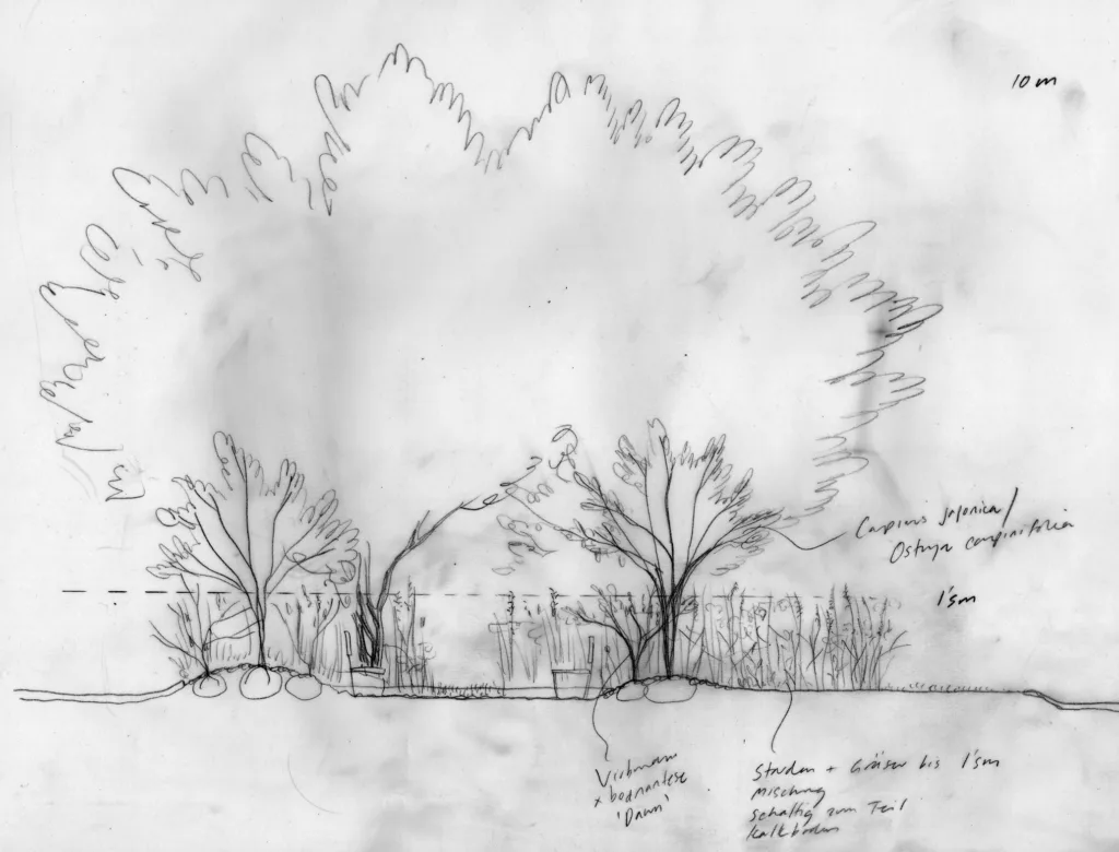 1:50 sketch of one of the groves