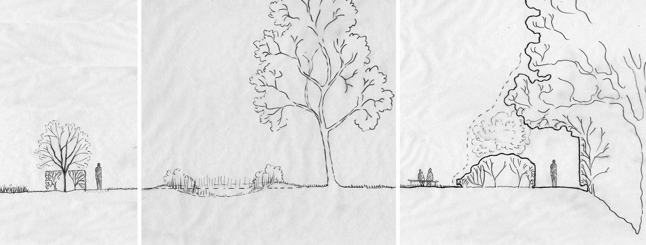 1:100 sketch transect from hedge to woodland edge
