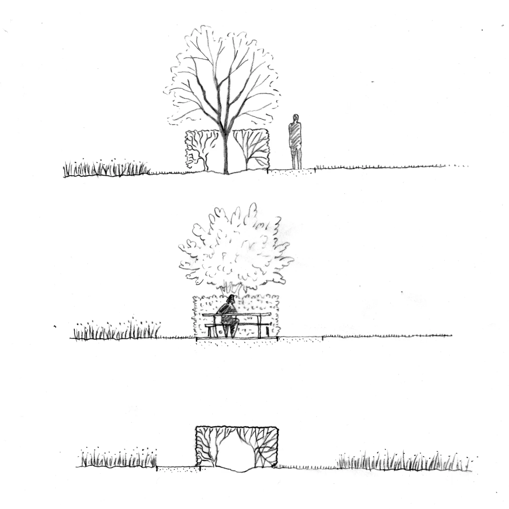 1:100 sketch sections of varying hedge profiles